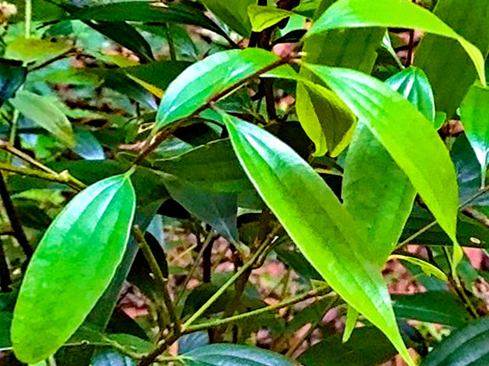 Cinnamomum subavenium — search result for 'Cinnamomum'