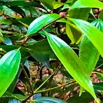 Cinnamomum subavenium