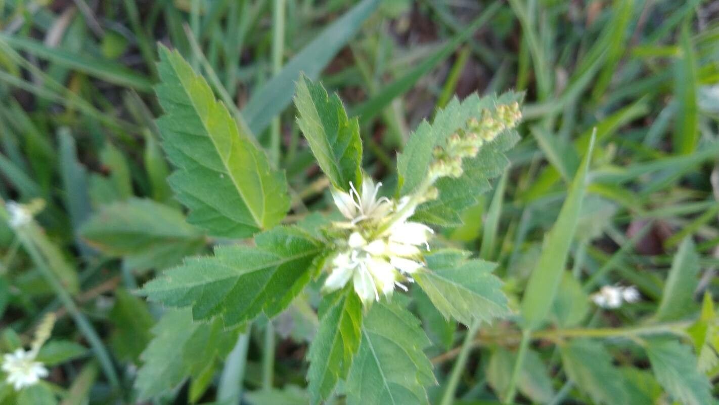 Croton glandulosus flower
