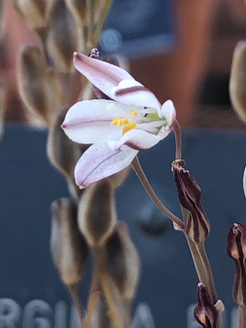 Drimia fugax flower