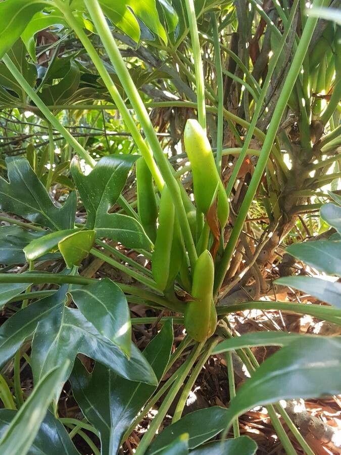 Philodendron adamantinum flower