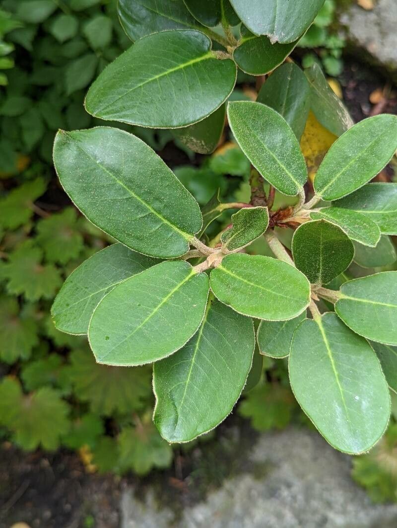 Rhododendron bureavii leaf