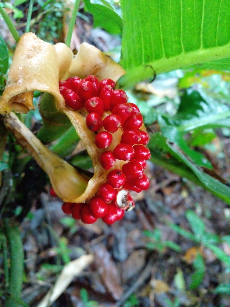 Dieffenbachia nitidipetiolata fruit