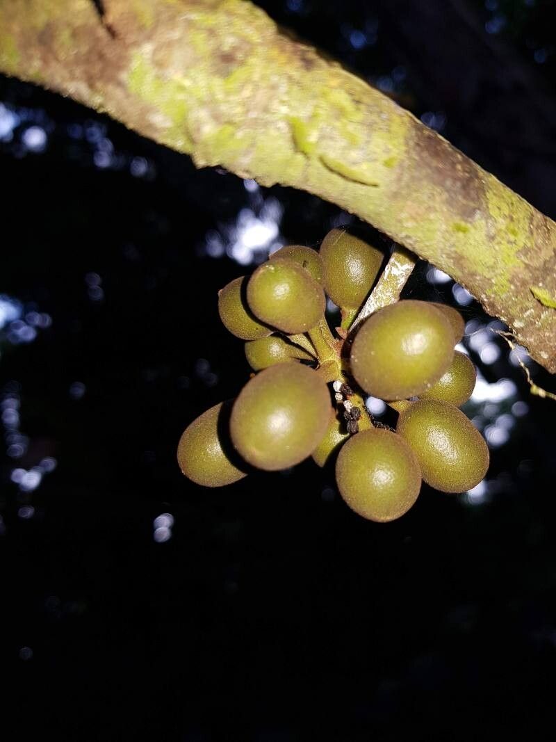 Unonopsis storkii fruit