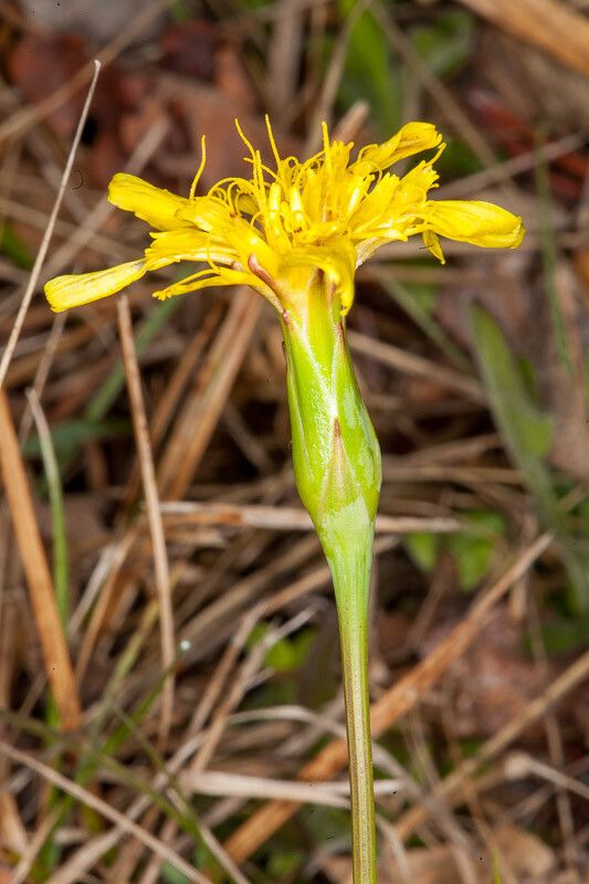Scorzonera austriaca flower