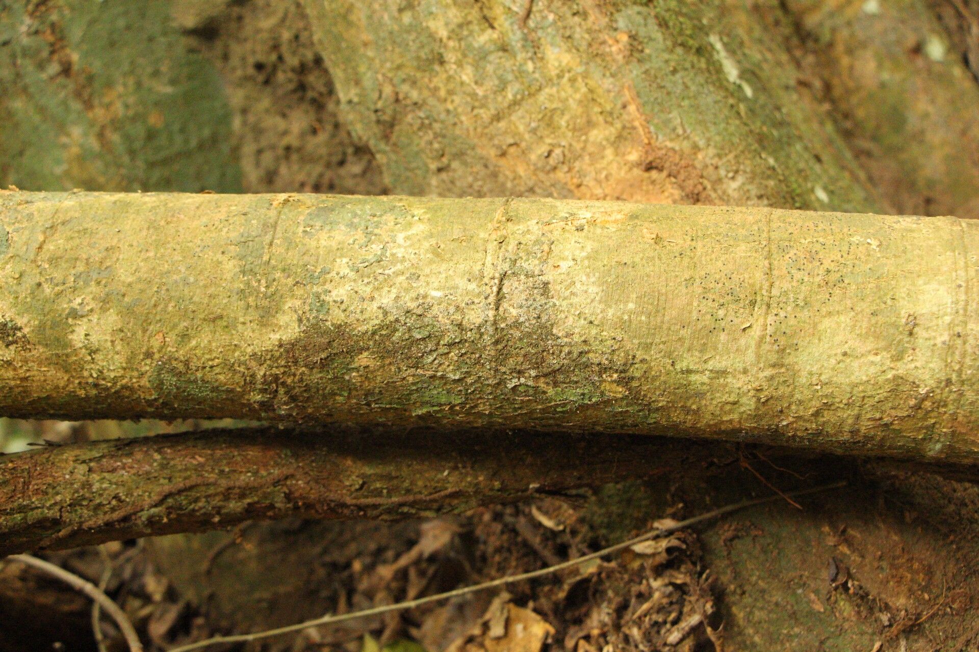 Millettia psilopetala bark