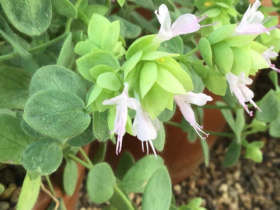 Origanum calcaratum flower