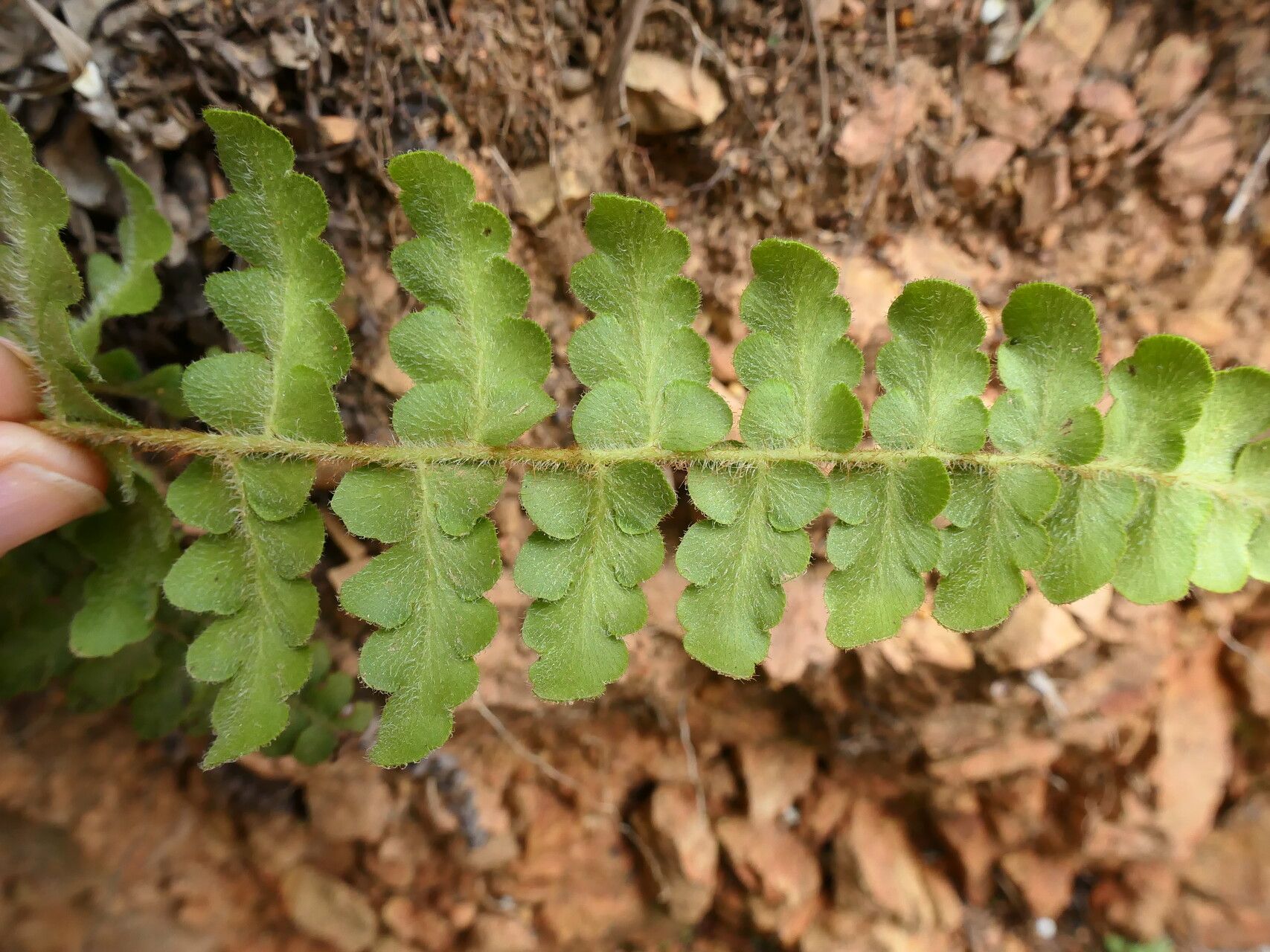 Anemia villosa leaf