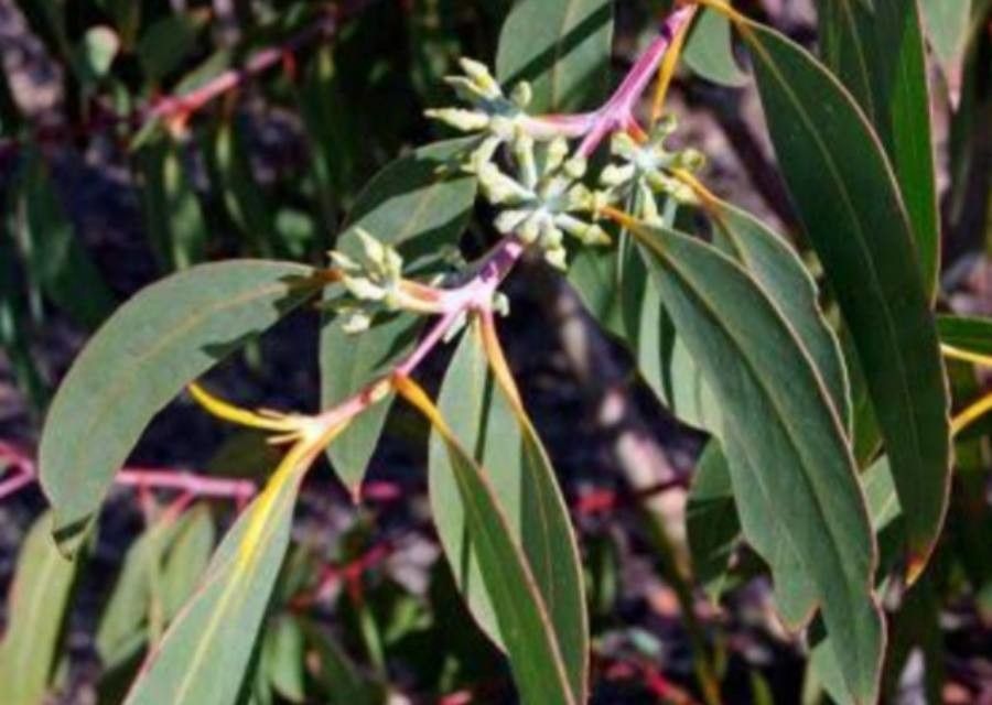 Eucalyptus luehmanniana — search result for 'Eucalyptus'