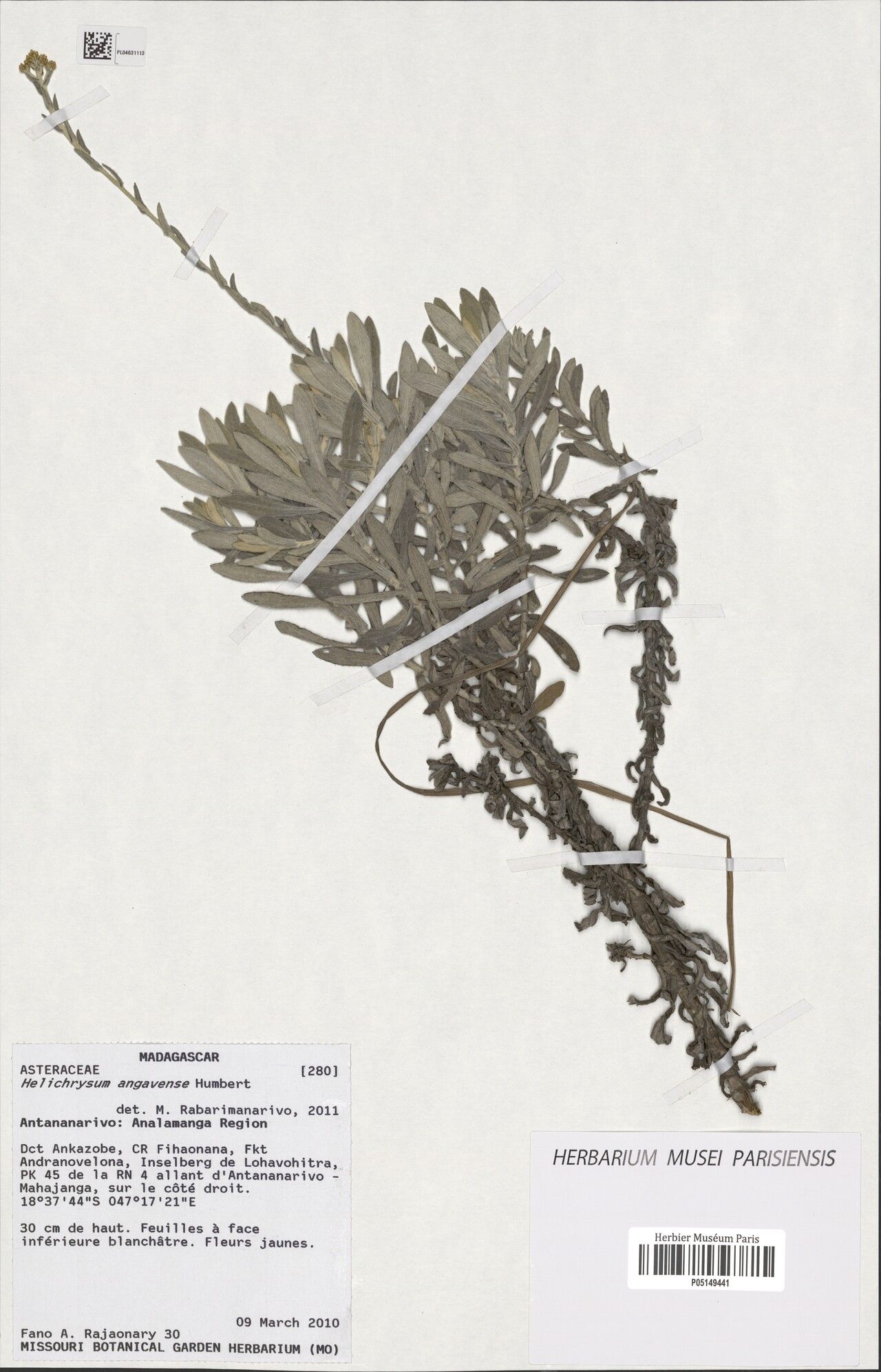 Helichrysum angavense — houseplant care guide