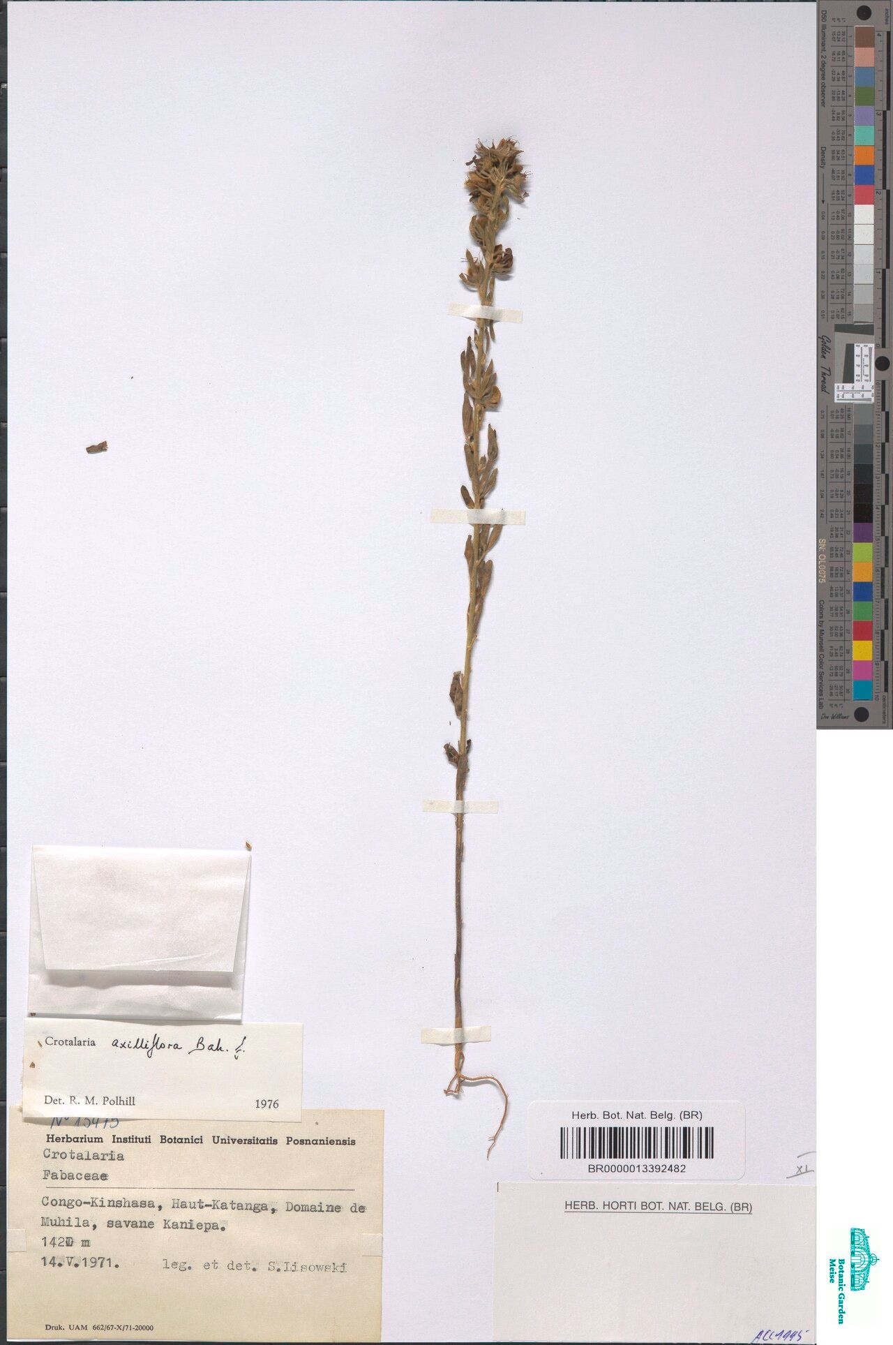 Crotalaria axilliflora — houseplant care guide