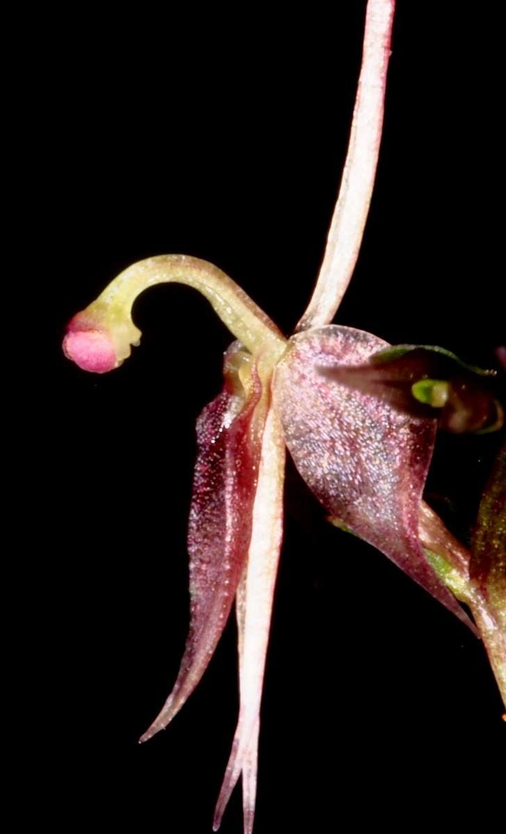 Acianthus halleanus flower