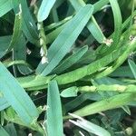 Stenotaphrum secundatum