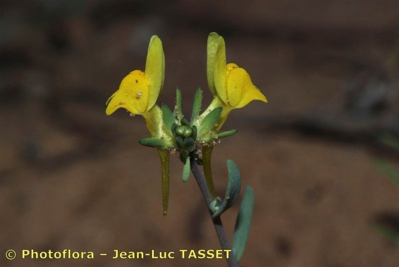 Linaria munbyana — search result for 'Linaria'