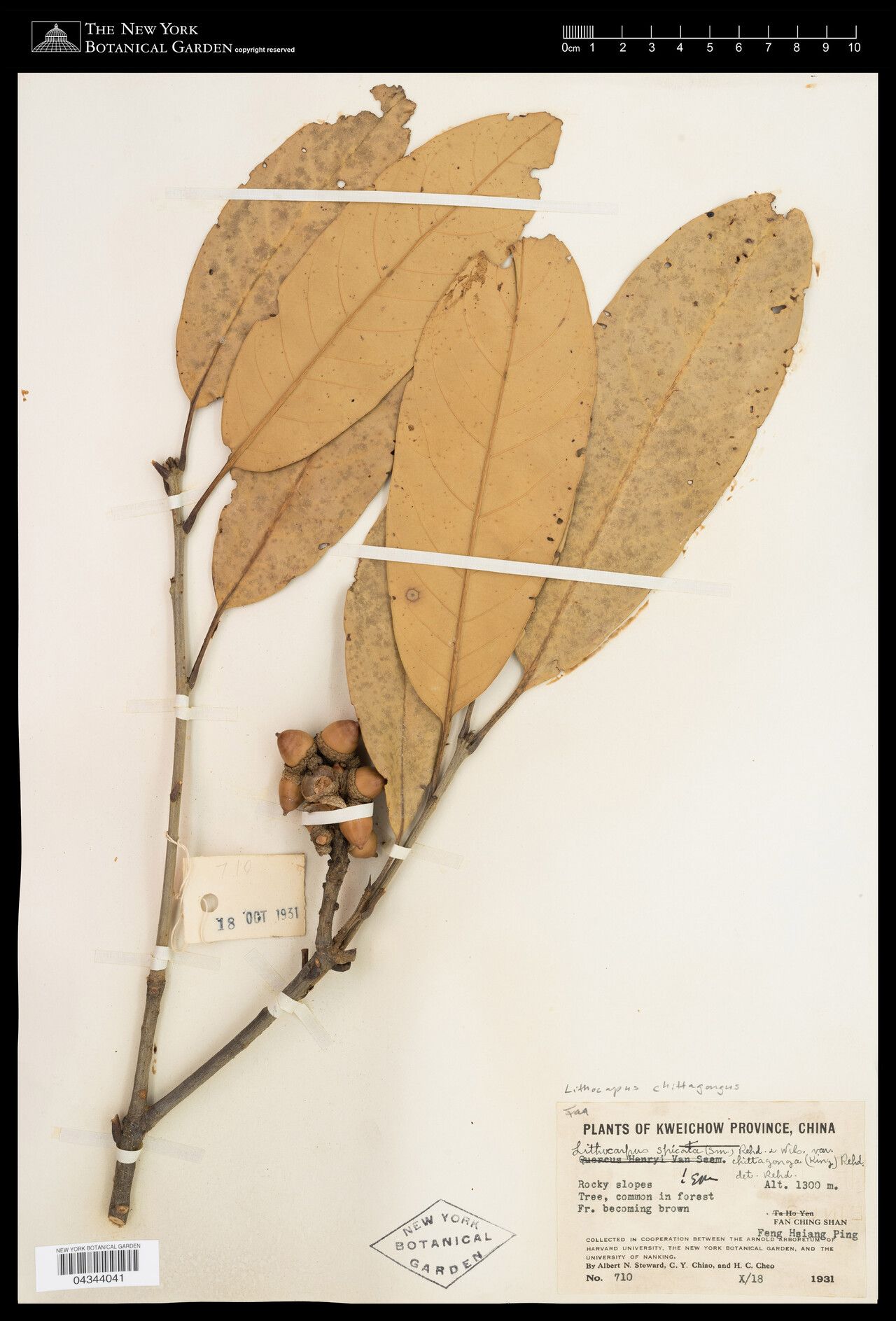 Lithocarpus chittagongus — houseplant care guide