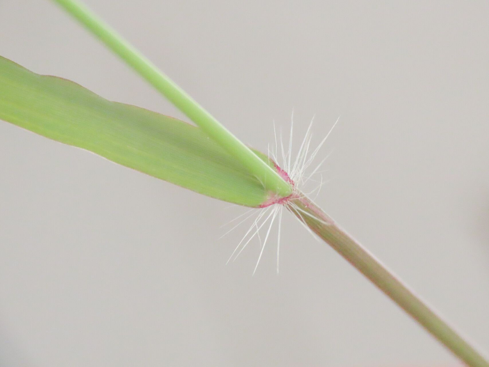 Eragrostis amabilis bark
