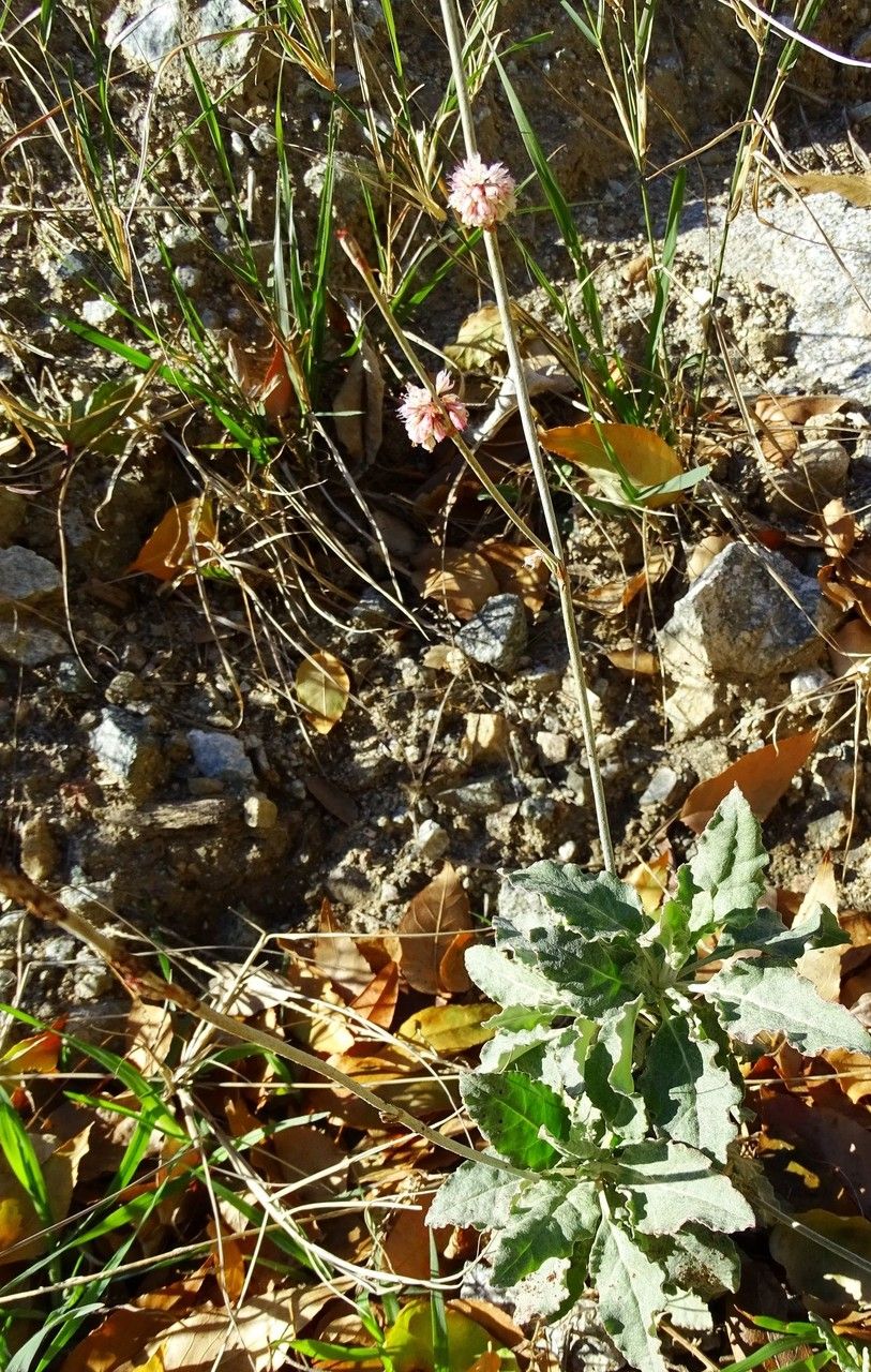 Eriogonum elongatum habit