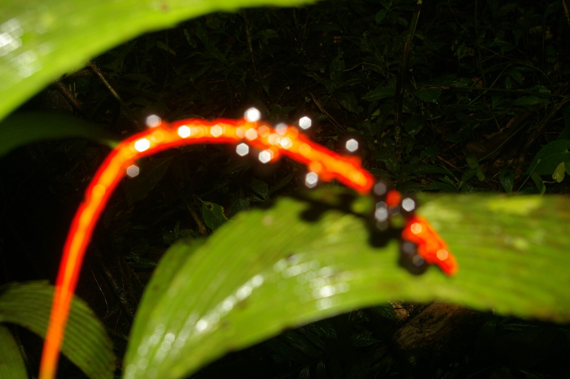 Chamaedorea pumila fruit
