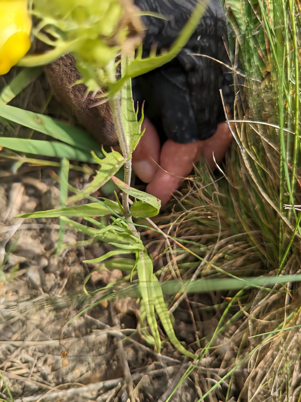 Melampyrum barbatum — related species from the same genus