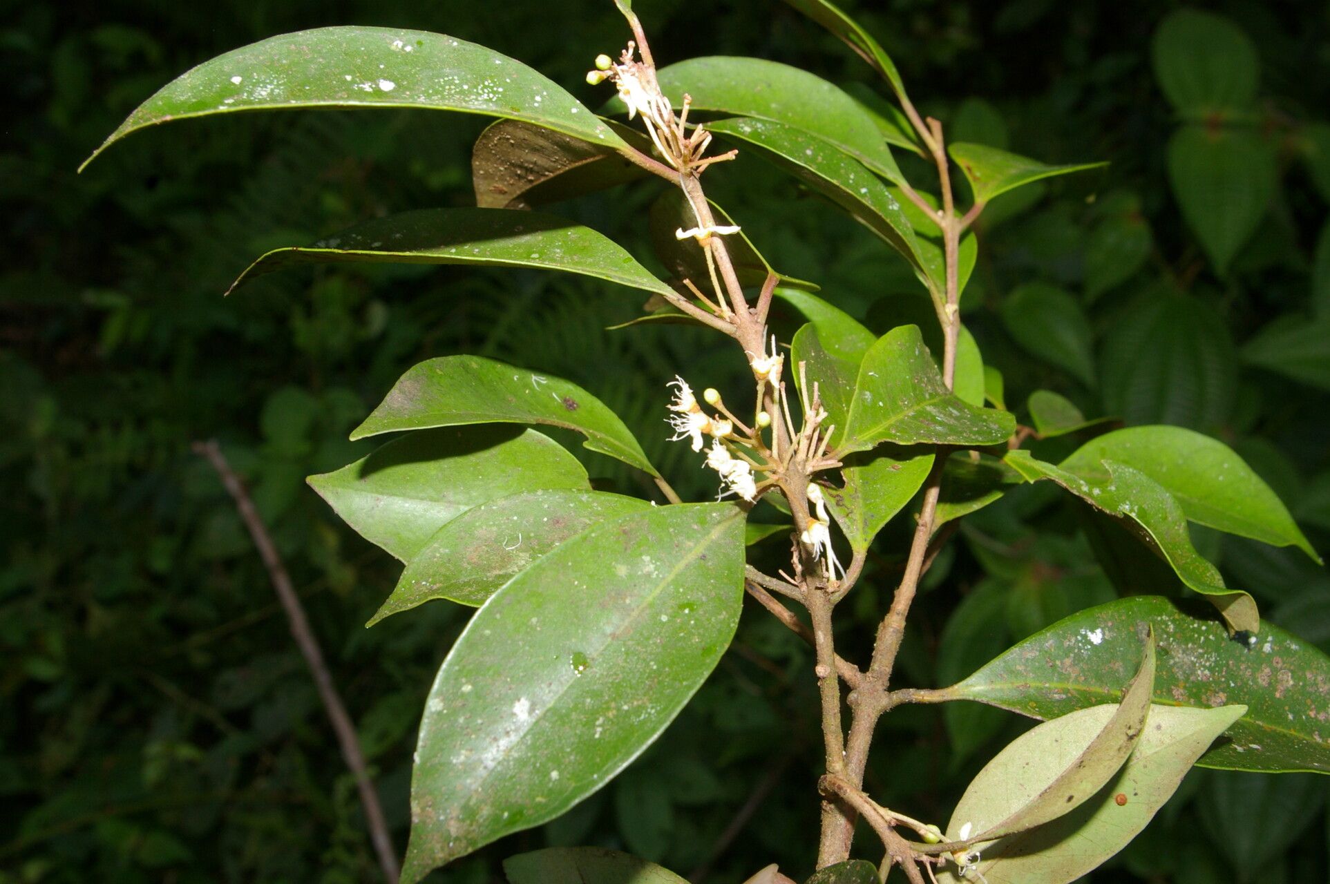 Eugenia cartagensis flower