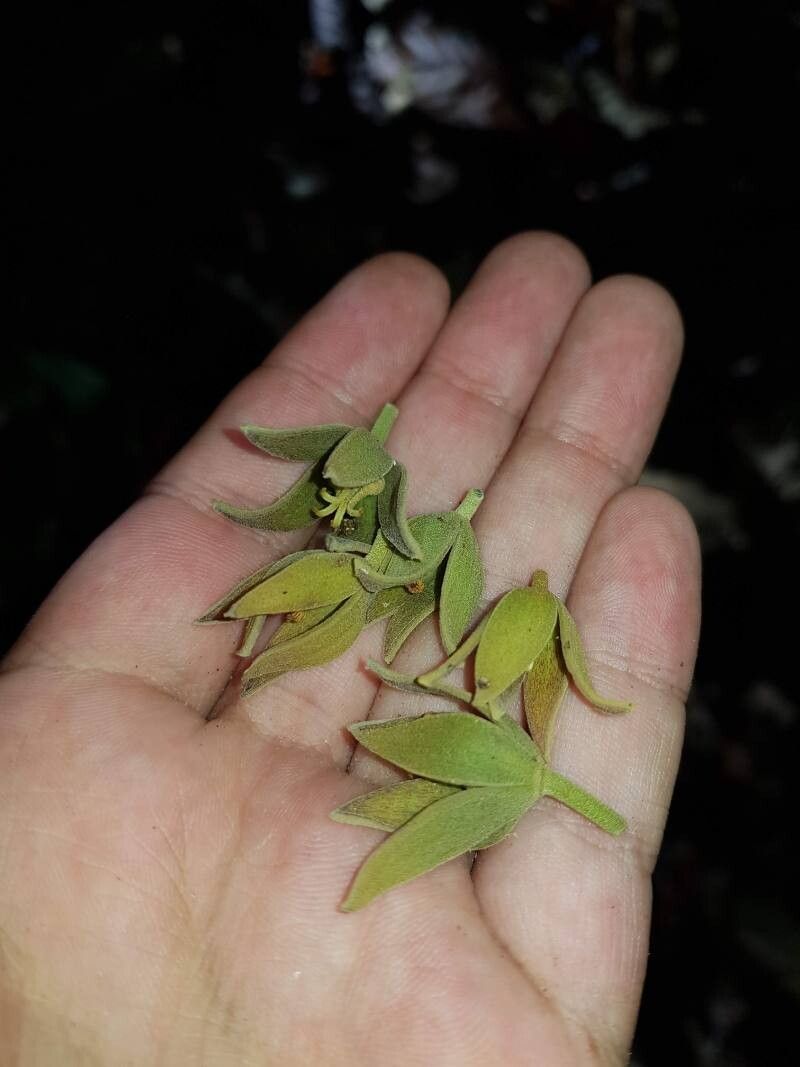 Pterygota excelsa flower