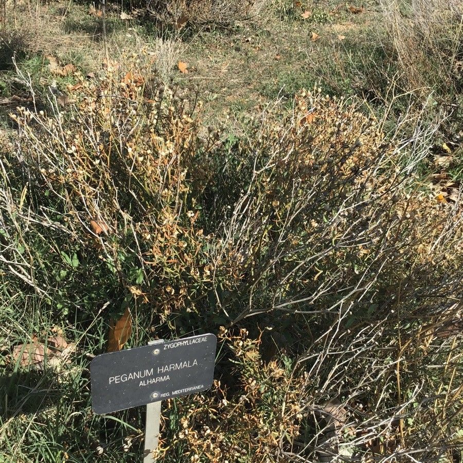 Peganum harmala leaf