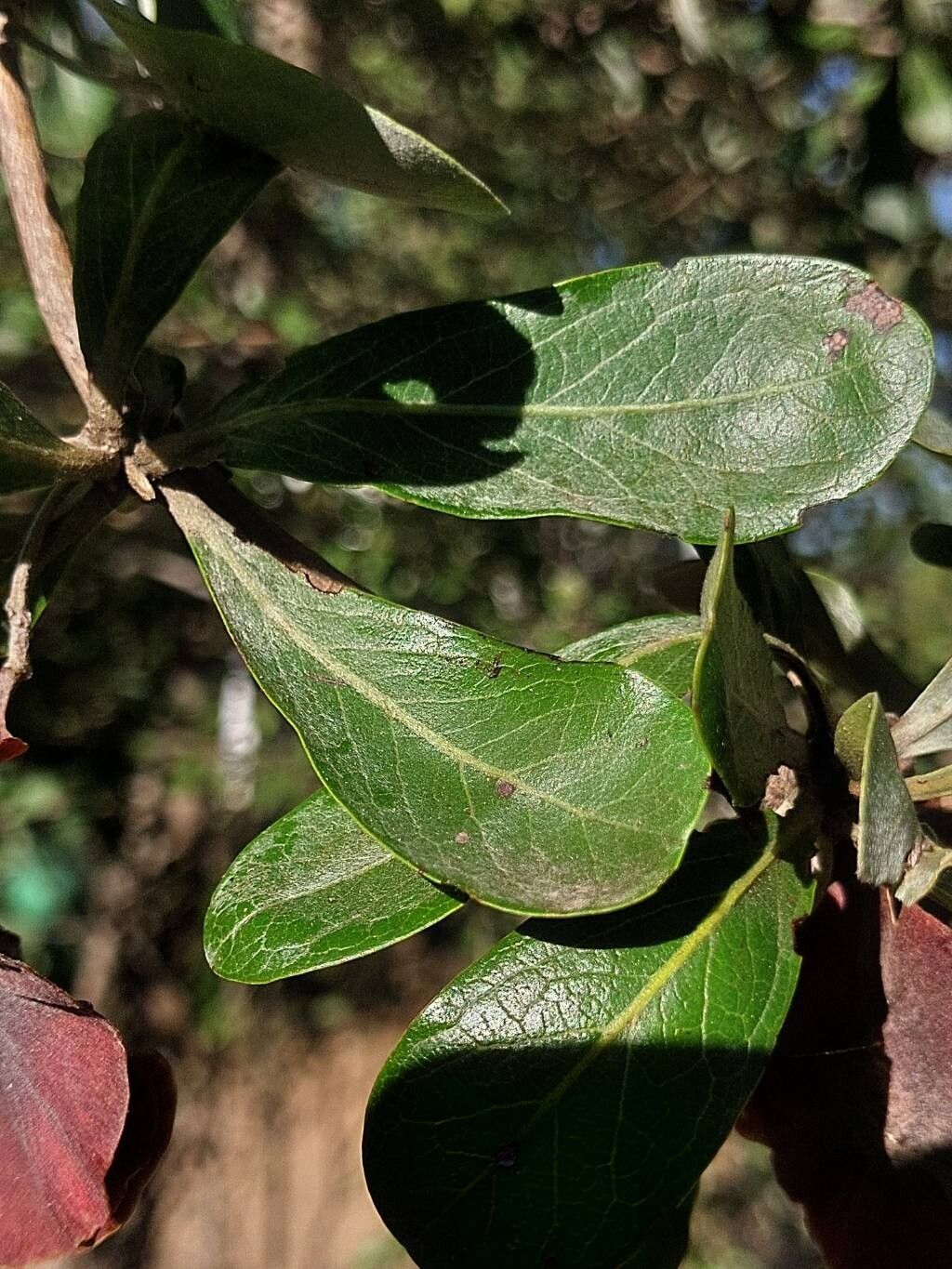 Terminalia boivinii — search result for 'Terminalia'