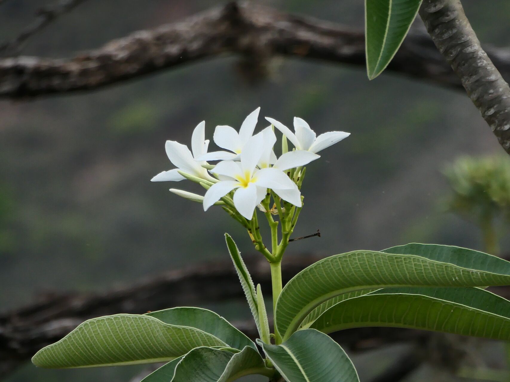 Plumeria inodora flower