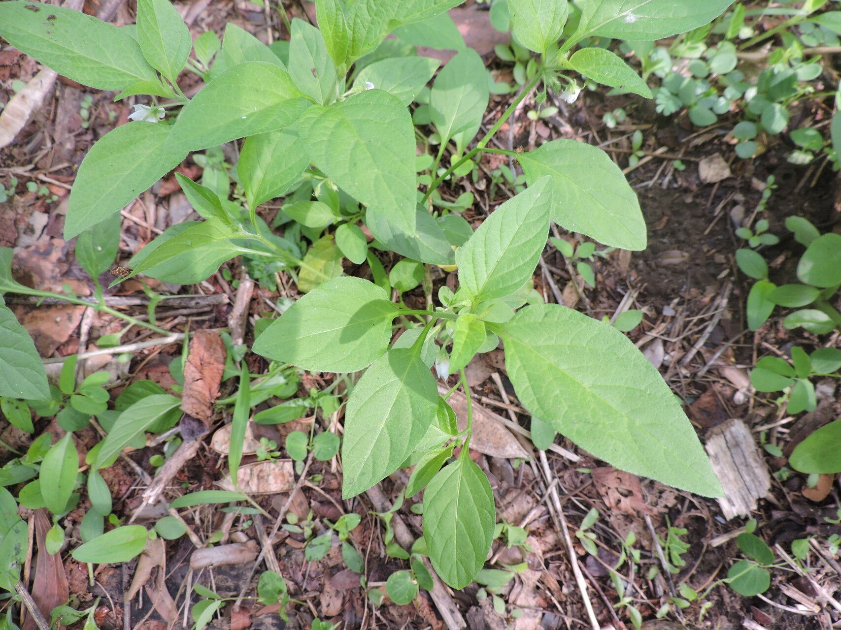 Solanum olympicum — houseplant care guide