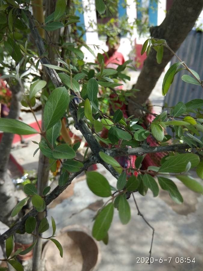 Terminalia pendula — search result for 'Terminalia'