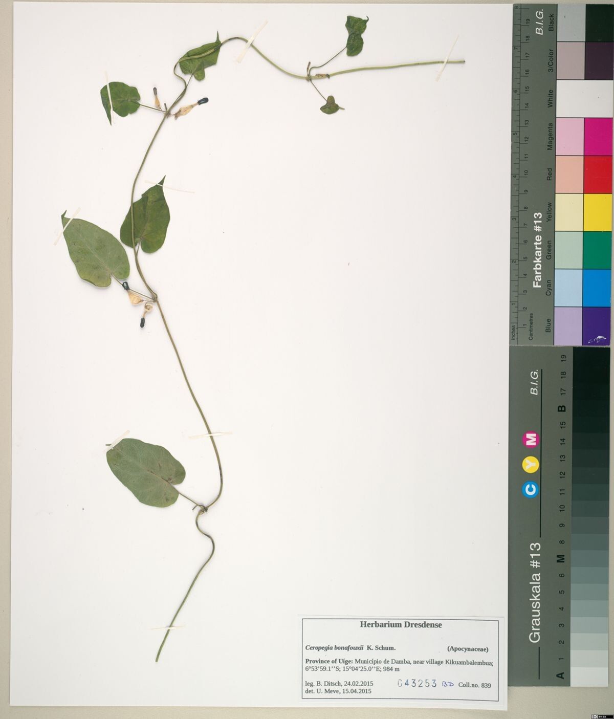 Ceropegia vanderystii — search result for 'Ceropegia'