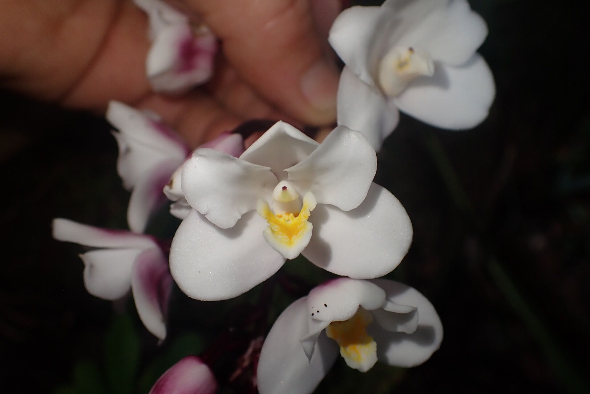 Eulophia elisabethae — houseplant care guide