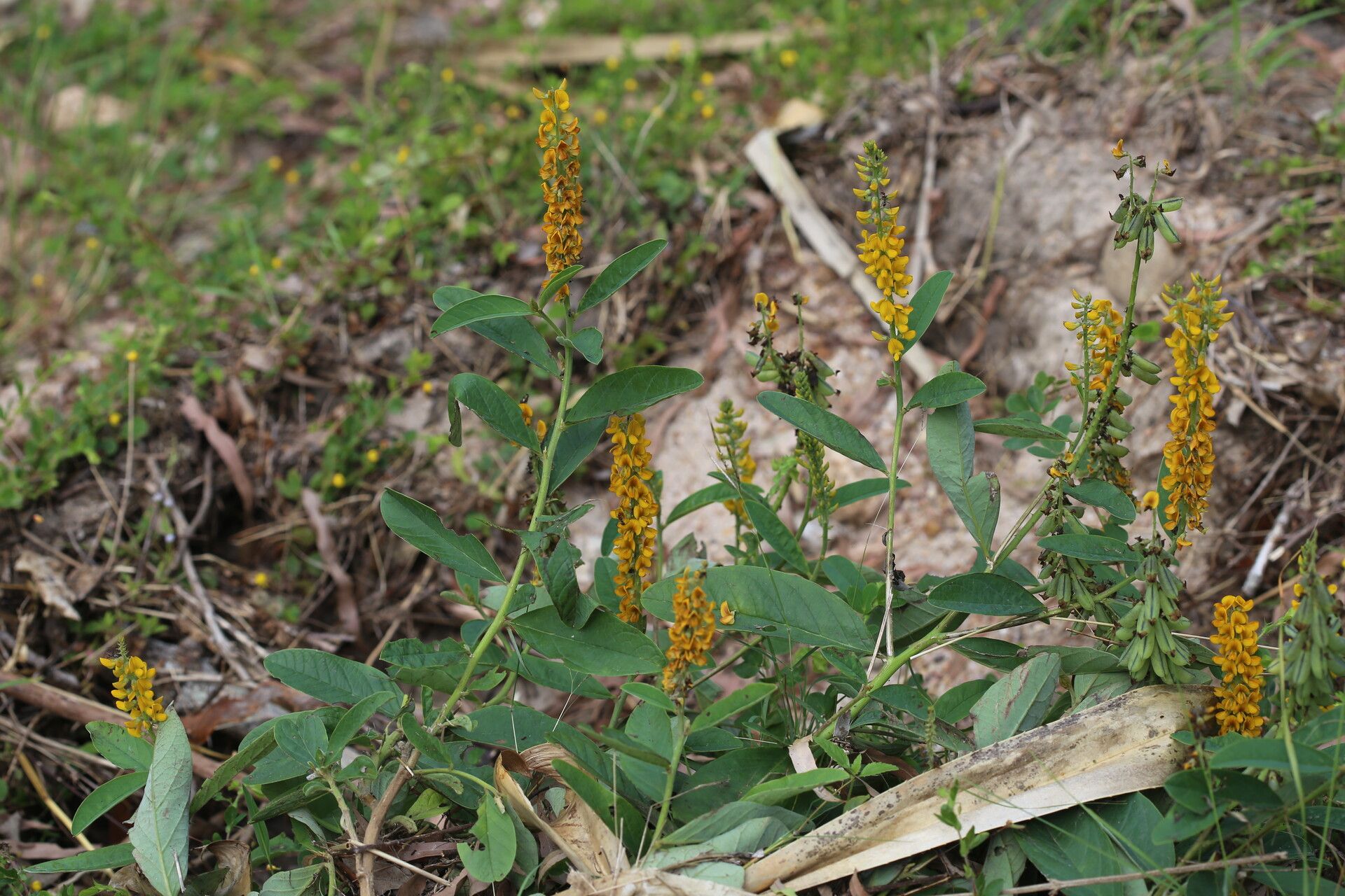 Crotalaria mitchellii — search result for 'Crotalaria'