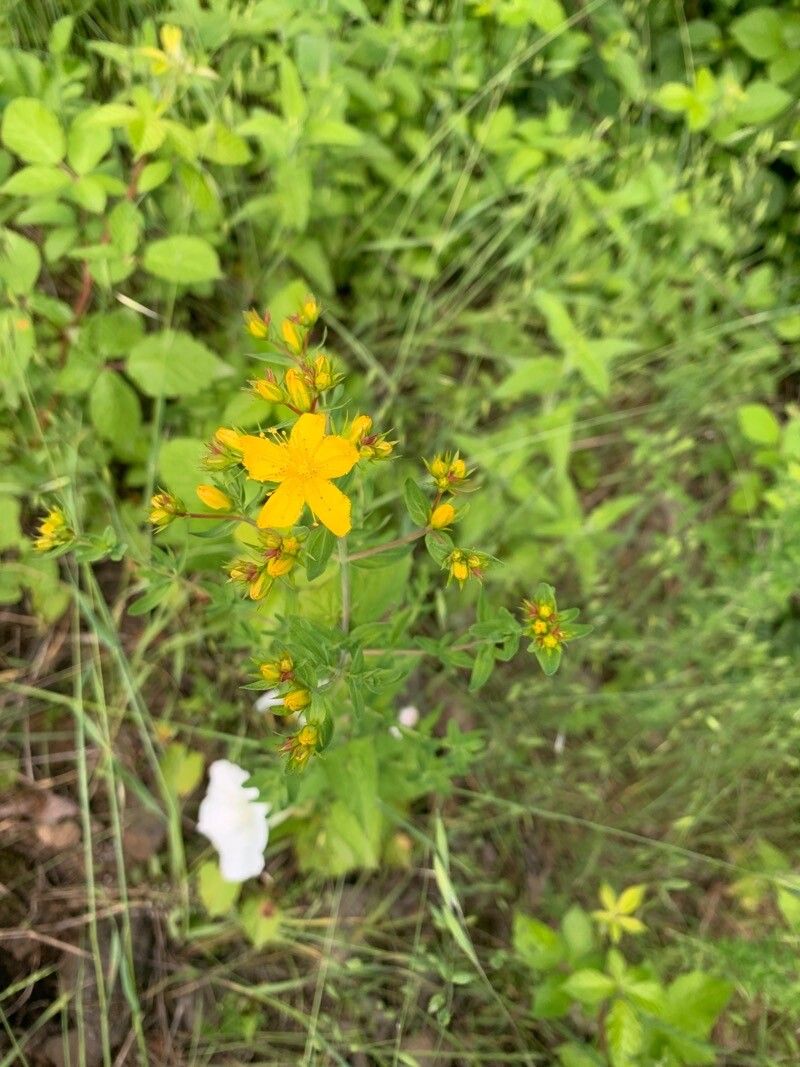 Hypericum elegans flower