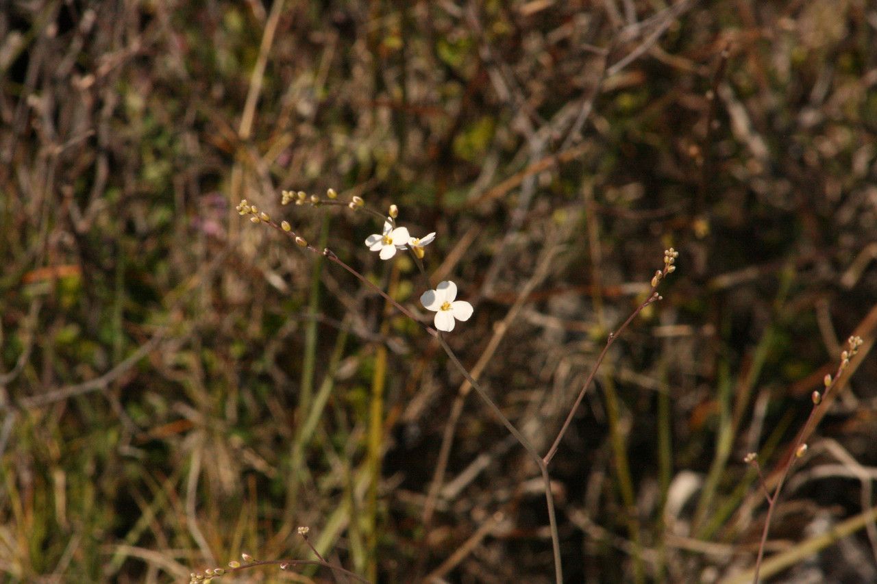 Crambe filiformis flower