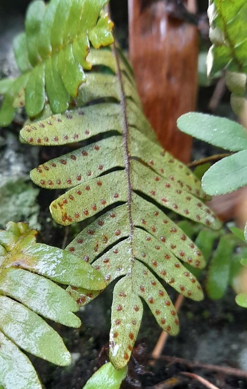 Pleopeltis polypodioides fruit