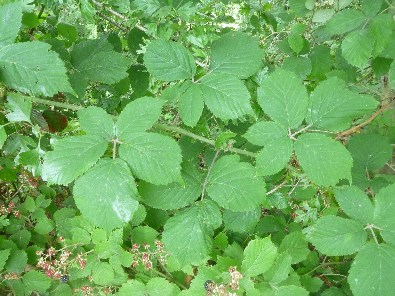 Rubus bloxamii — houseplant care guide