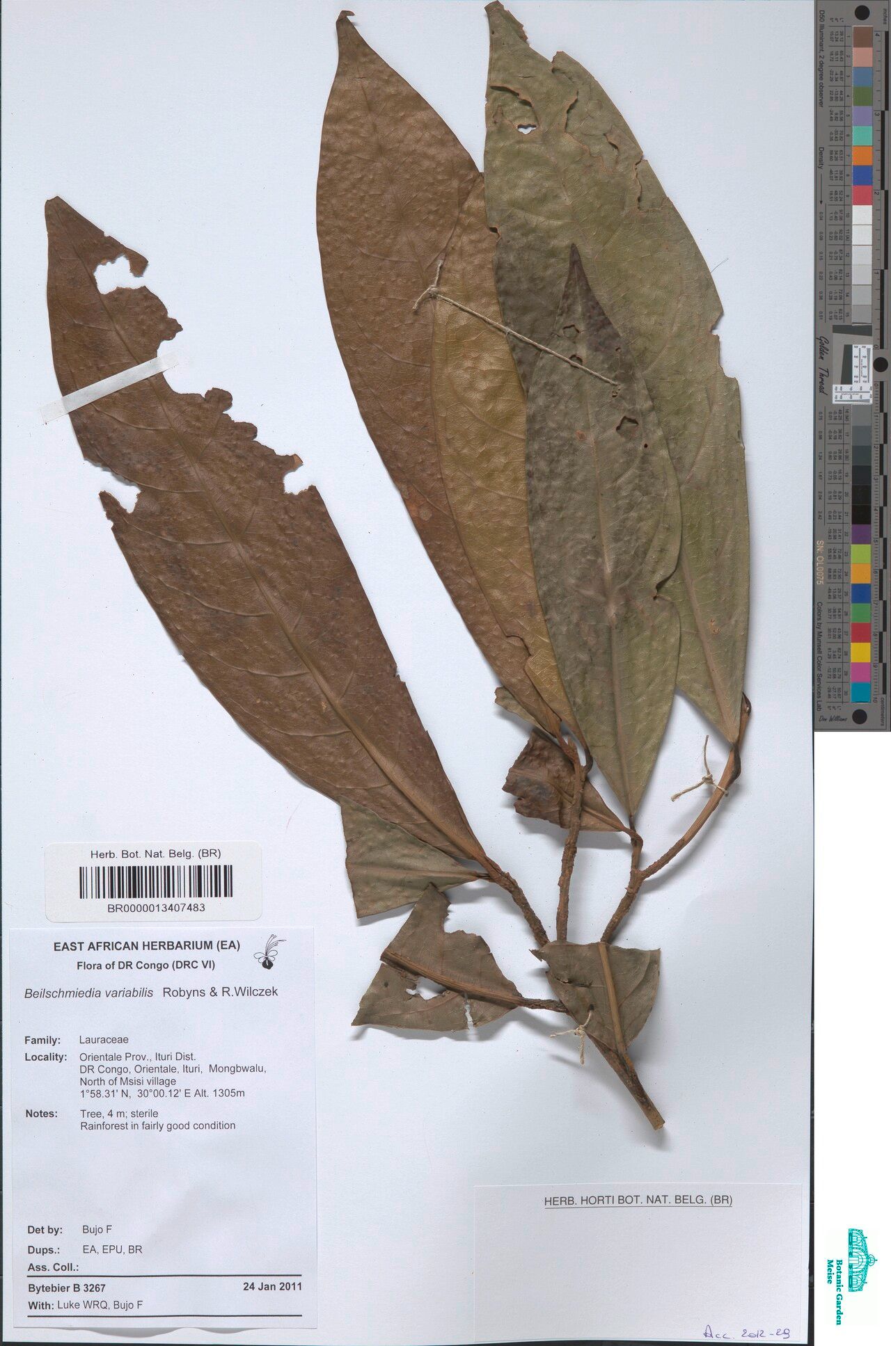 Beilschmiedia variabilis — houseplant care guide