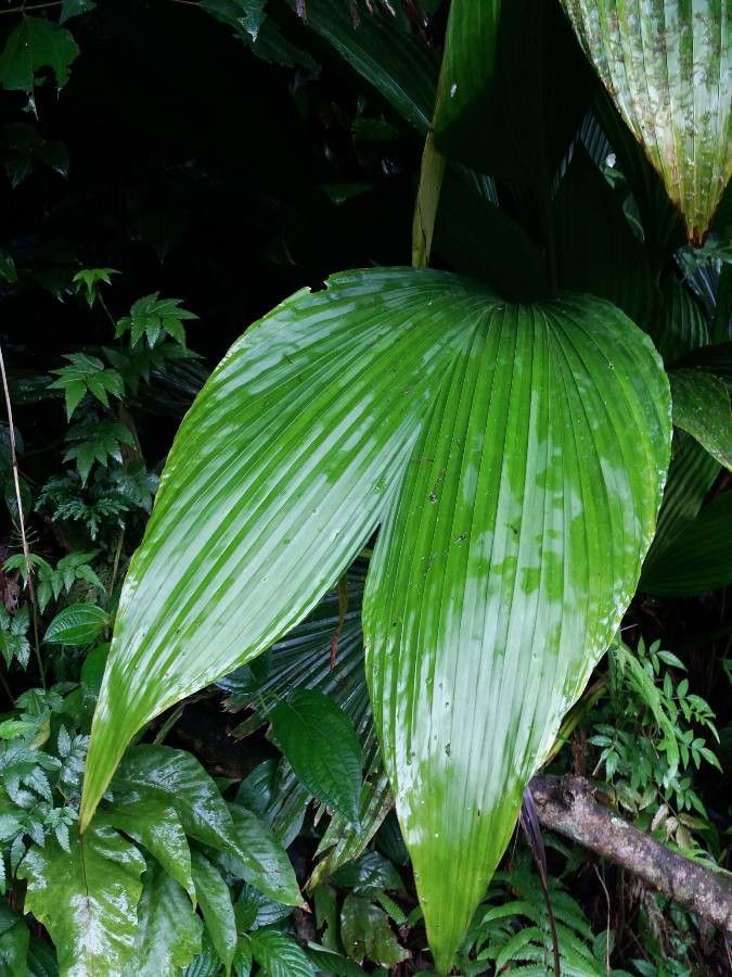 Asplundia dussii — related species from the same genus