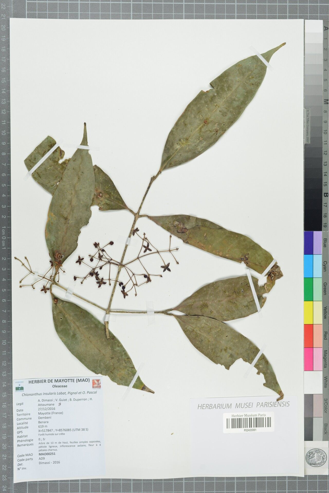 Noronhia insularis — search result for 'Noronhia'