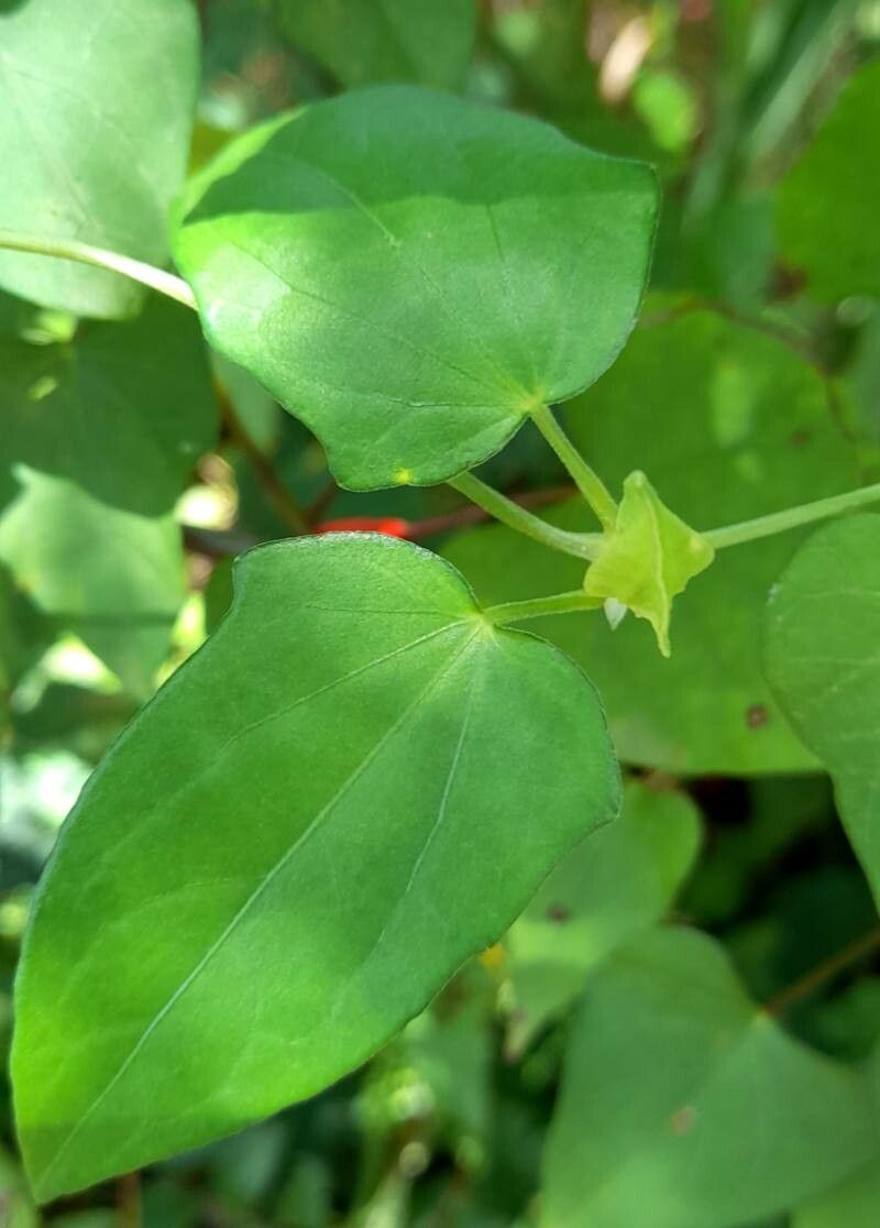 Thunbergia fragrans — search result for 'Thunbergia'