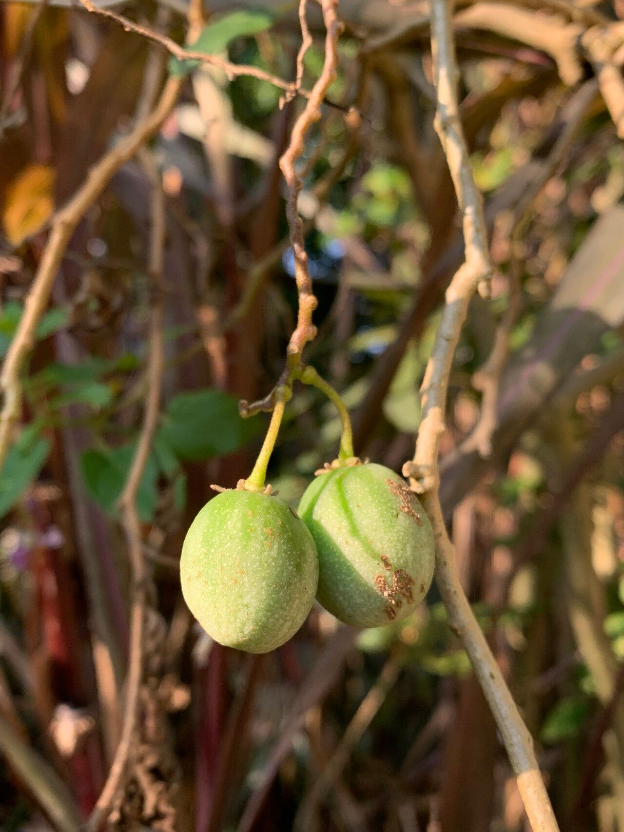 Solanum pelagicum fruit