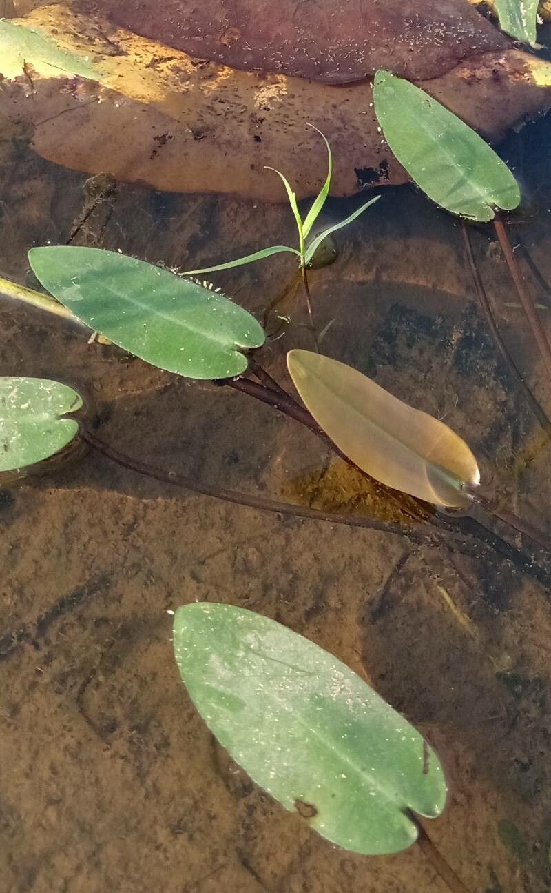 Aponogeton natans — houseplant care guide