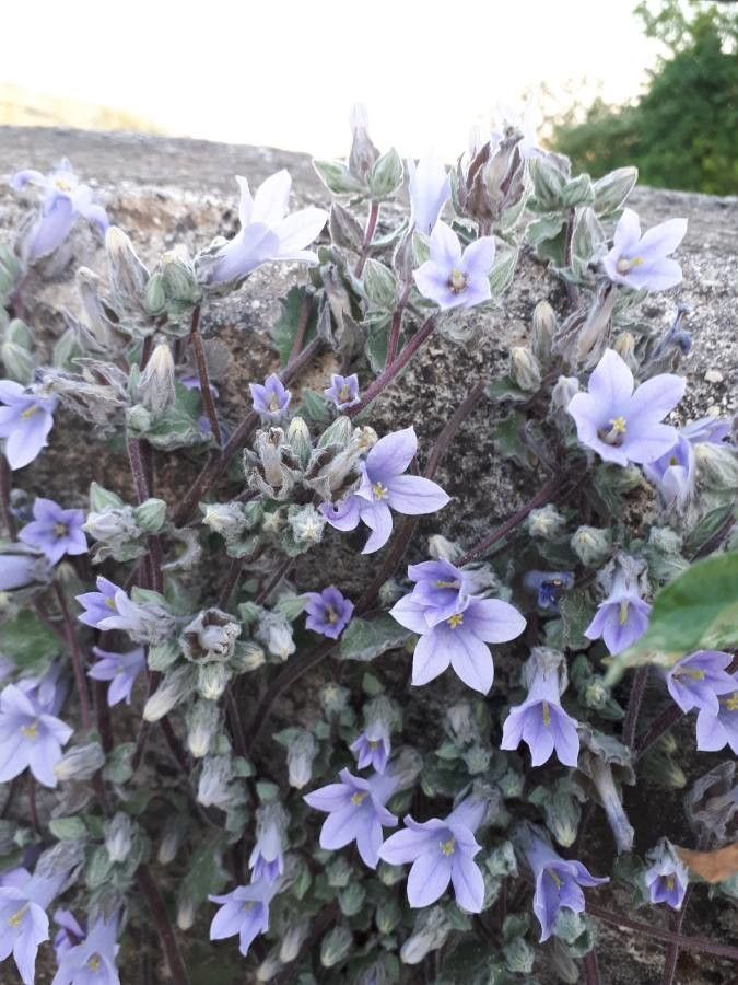 Campanula tomentosa flower