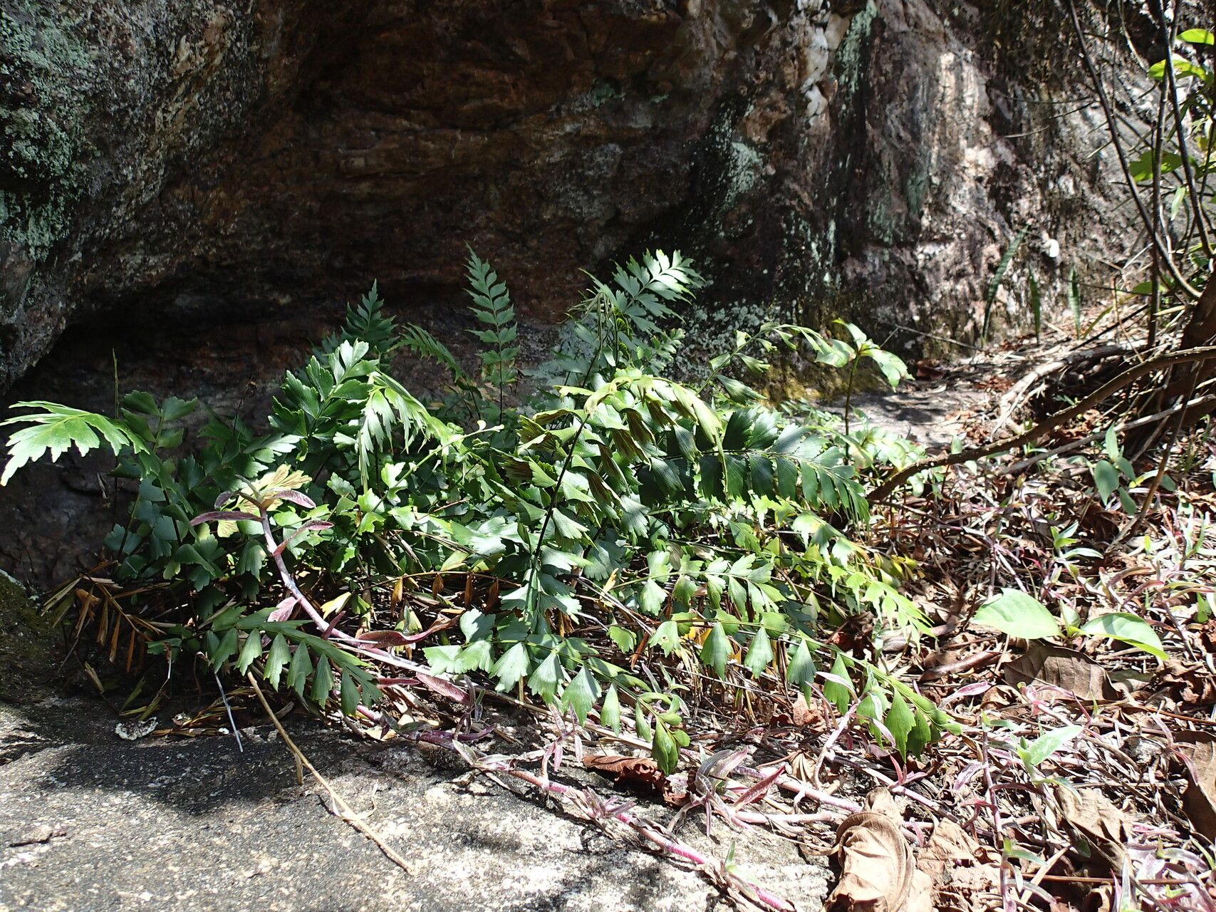 Asplenium jaundeense — houseplant care guide