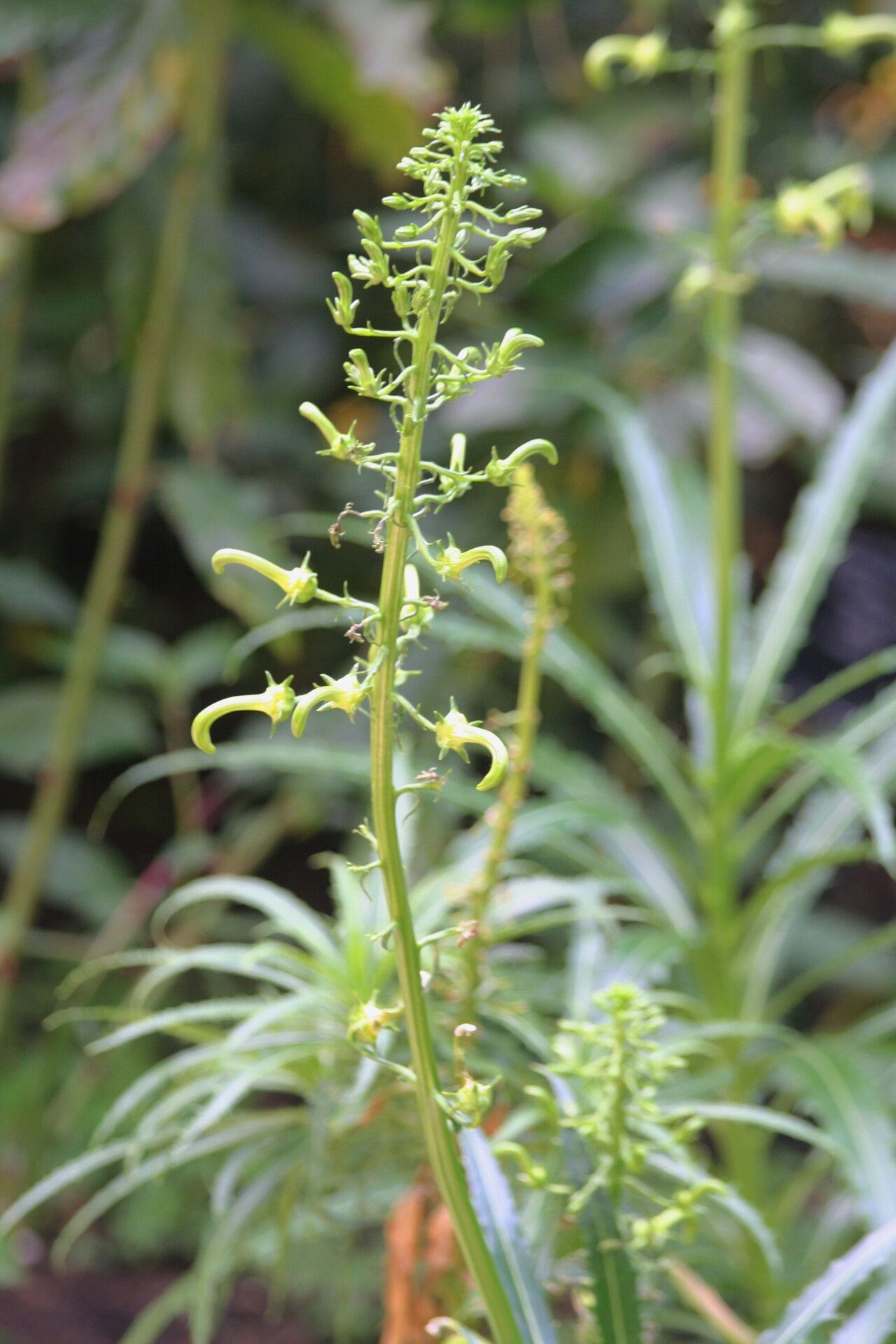 Lobelia cirsiifolia — houseplant care guide