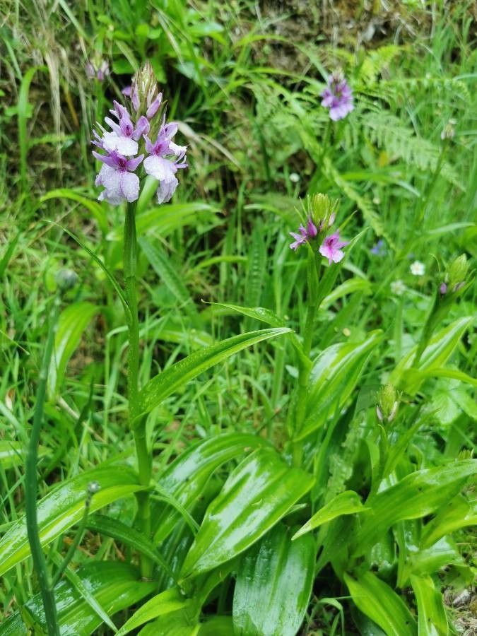Dactylorhiza foliosa habit