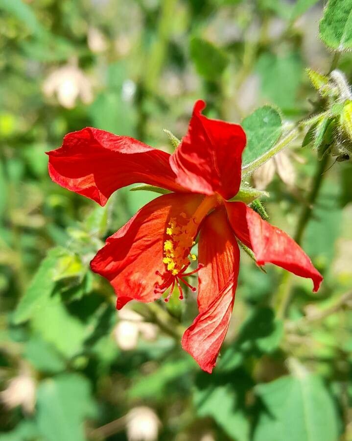 Pavonia missionum flower