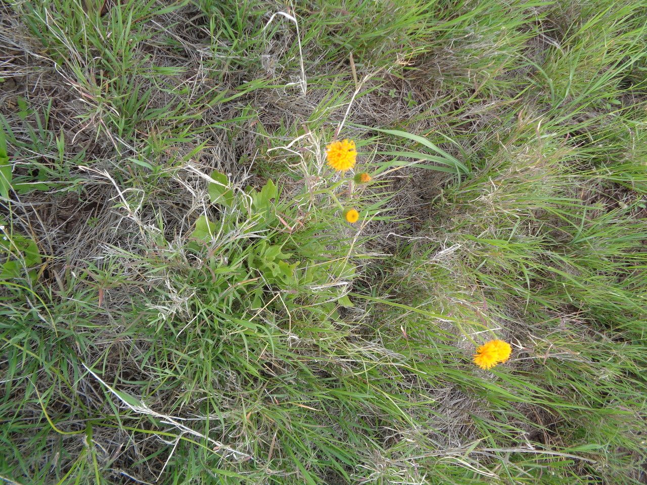 Senecio schweinfurthii habit