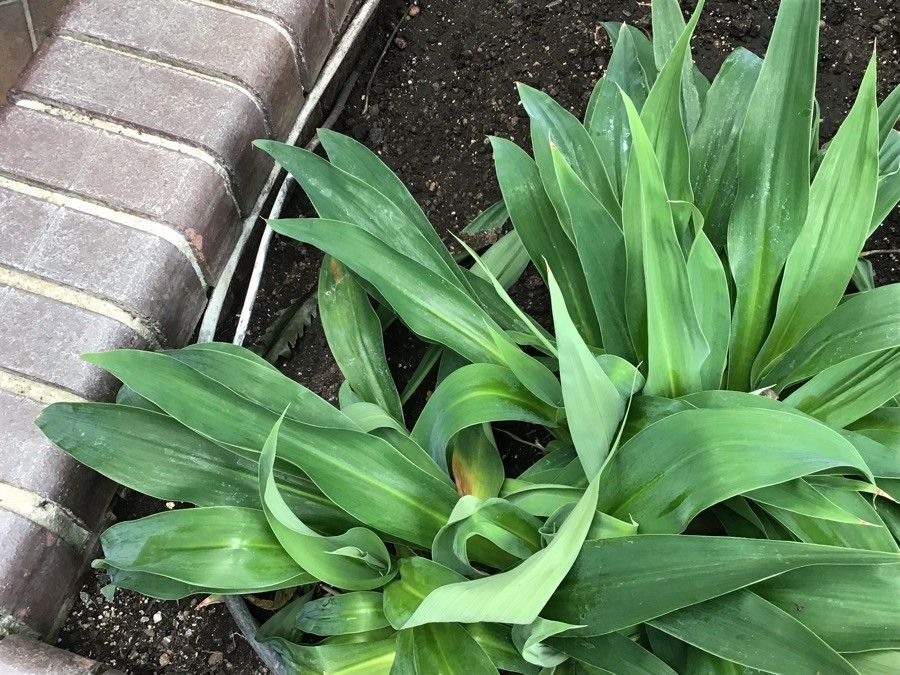 Polianthes tuberosa — fragrant plants houseplant